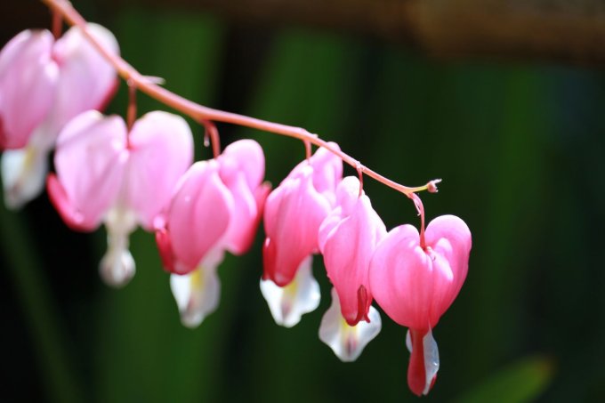 Rosafarbene Blüten  | © KHWE