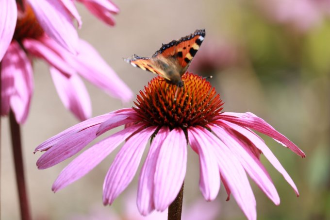 Ein Schmetterling sitzt auf einer pinken Blume.